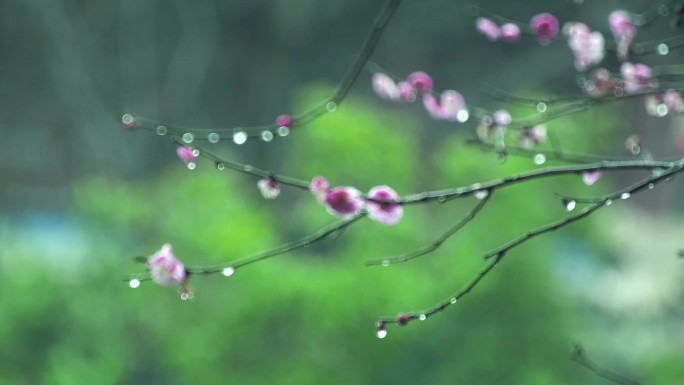 春雨中的梅花