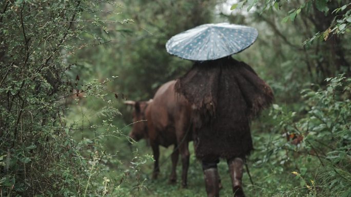 放牛 滴水 雨水 放牛