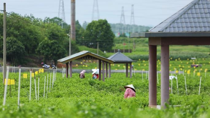 花农采摘茉莉花