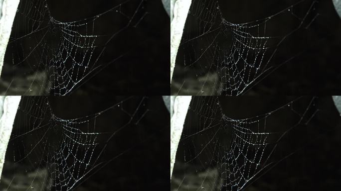 蜘蛛网 雨天 空镜头 唯美 意境