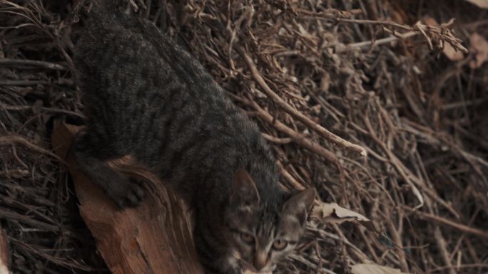 小猫 夜猫 野猫 家猫 猫