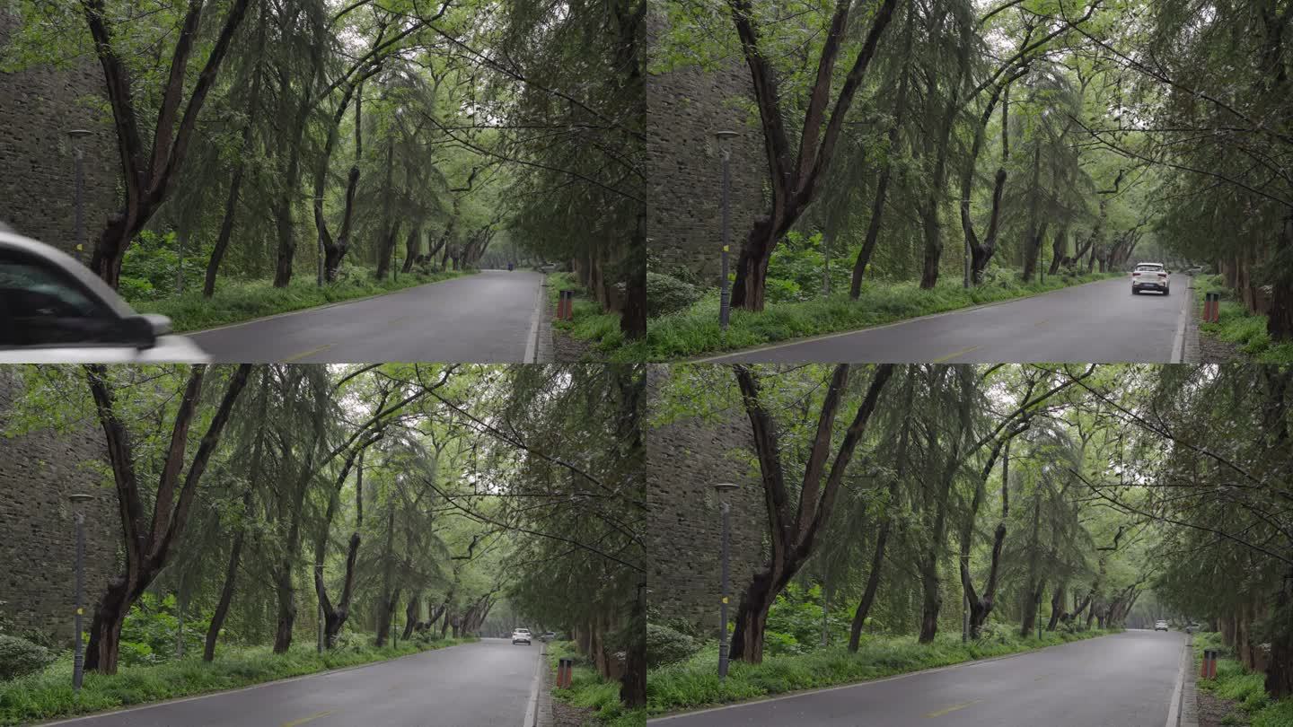 雨中的南京紫金山明陵路