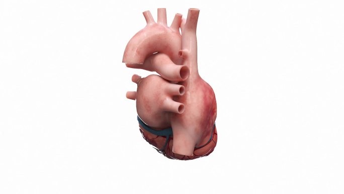 医学 人体器官 解剖 剖面 心脏内部结构