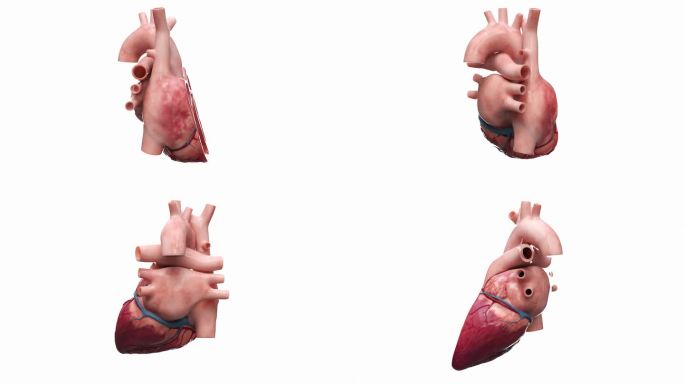 医学 人体器官 解剖 剖面 心脏内部结构