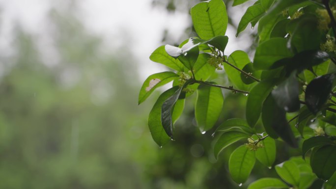 雨中的叶子