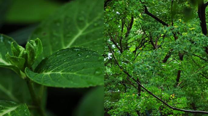 雨天绿色植物竖屏升格视频