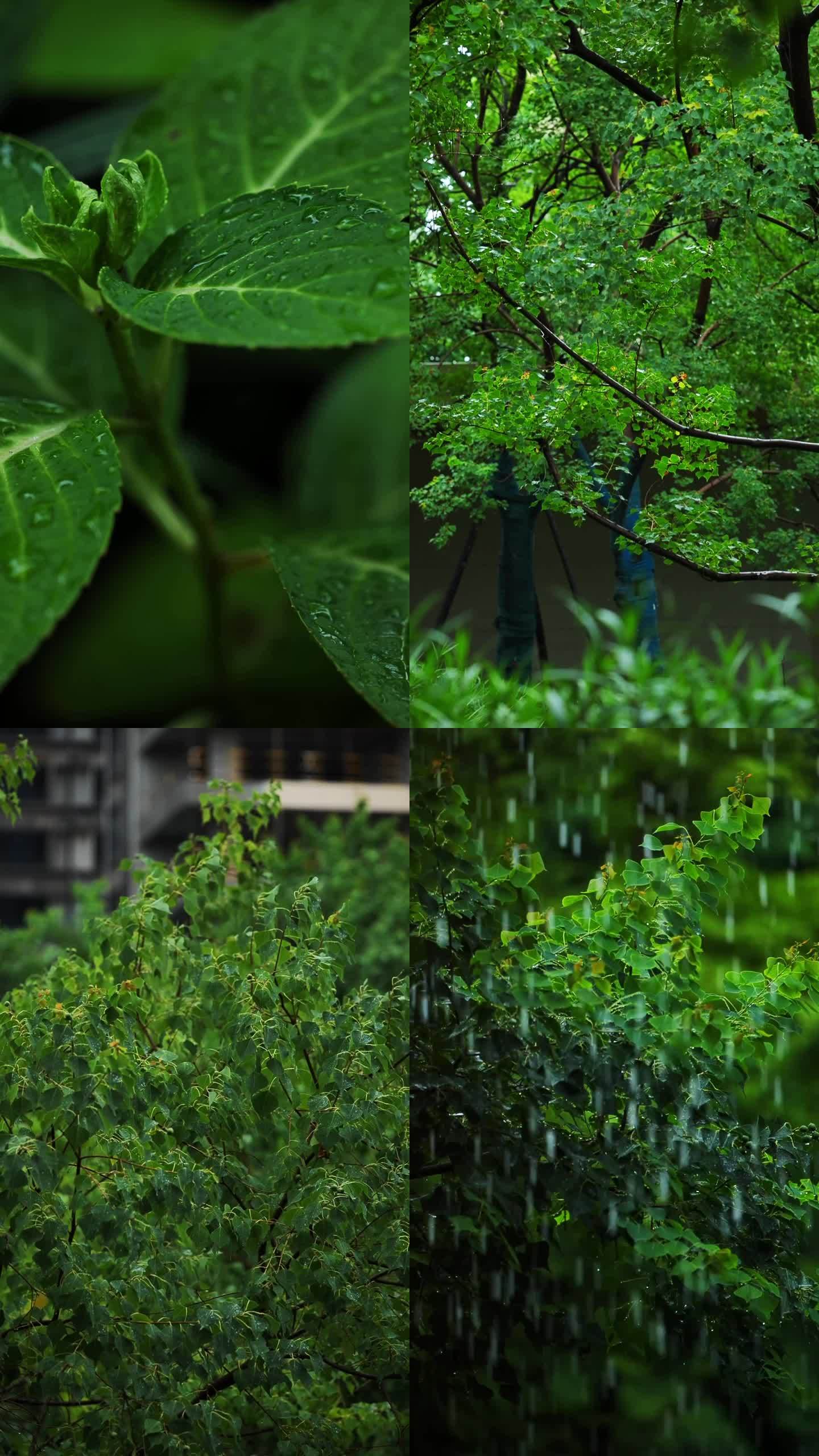 雨天绿色植物竖屏升格视频