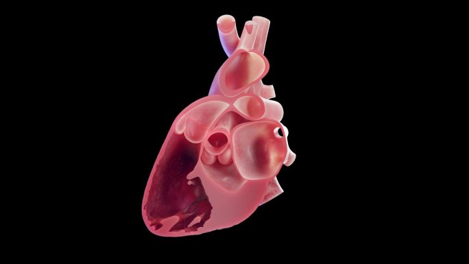 全息器官展示 心跳 心脏 三维心脏动画