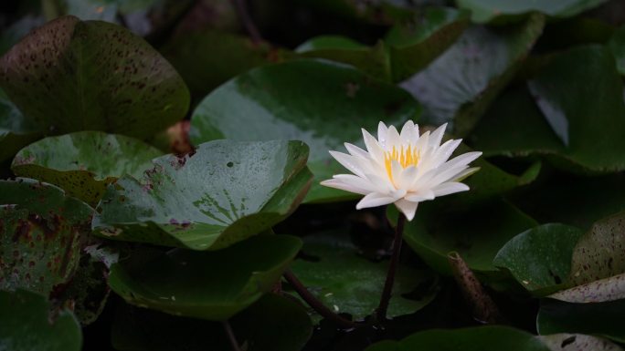 雨天一朵白色的莲花