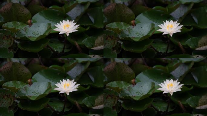 雨天一朵白色的莲花
