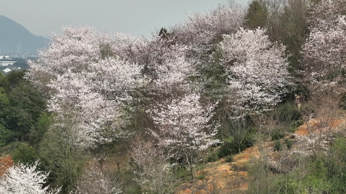 山坡樱花