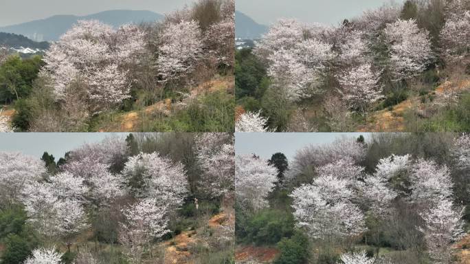 山坡樱花