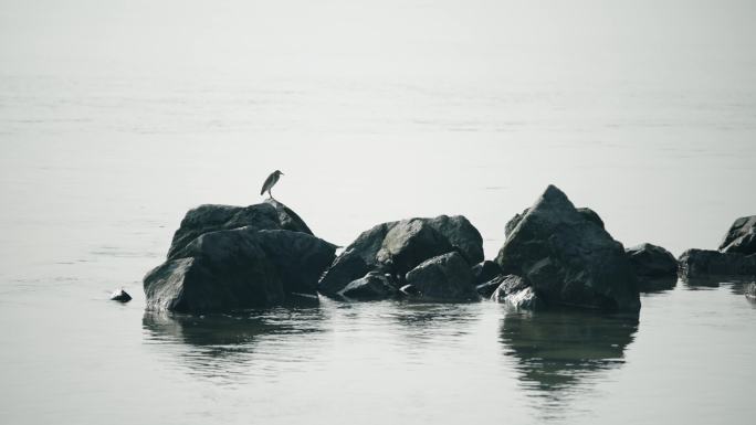 【正版素材】深圳湾生态鸟滩涂6894