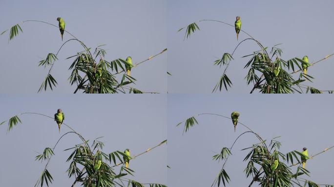 灰头鹦鹉在竹梢上挠痒