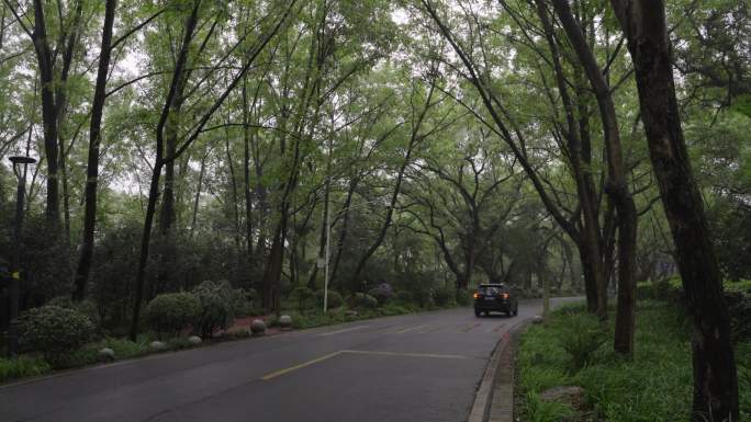 雨中的南京紫金山明陵路