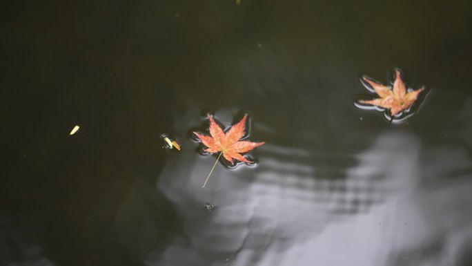 江南秋天水面落叶红叶枫叶雨水水波水纹安静