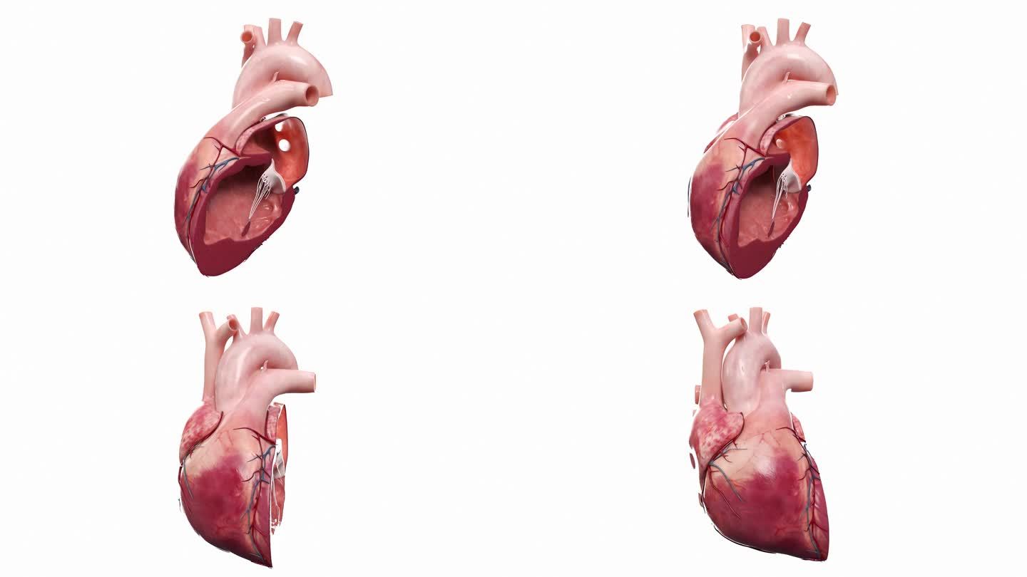 医学 医疗 心脏 解剖 剖面 三维 动画
