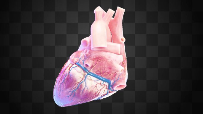 全息器官展示 心跳 心脏 三维心脏动画