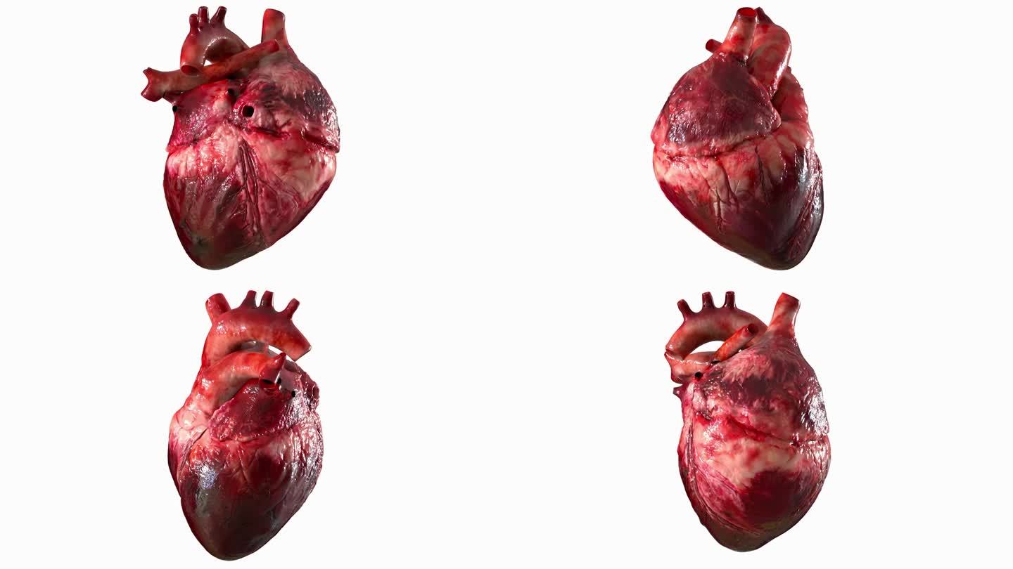 透明心脏跳动过程 医学三维器官动画展示