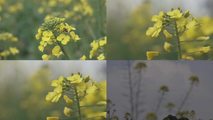 油菜花，蜜蜂与飞机