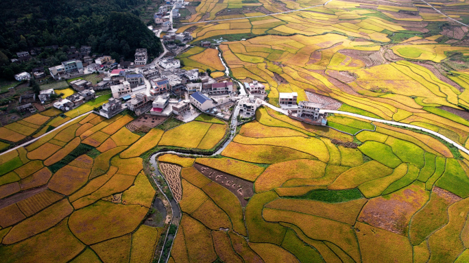 4k航拍云贵川农村水稻良田