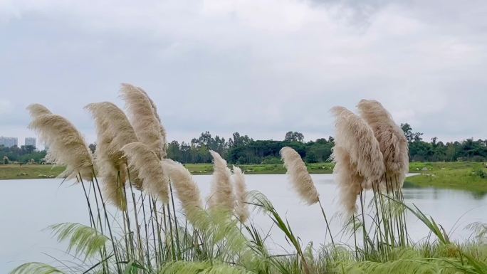 湖边的芦苇