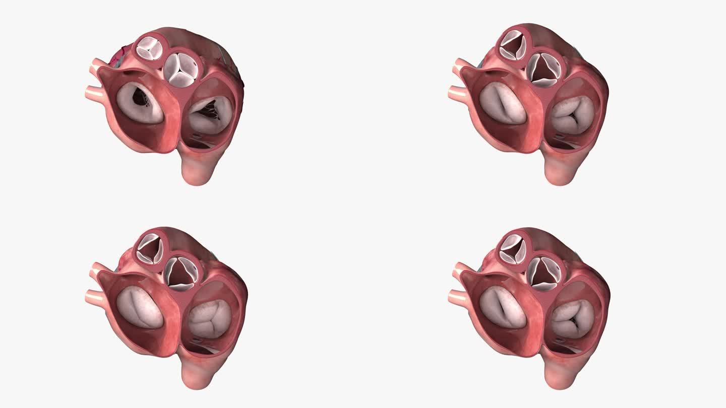 人体 器官 心脏 泵血过程 三维动画展示