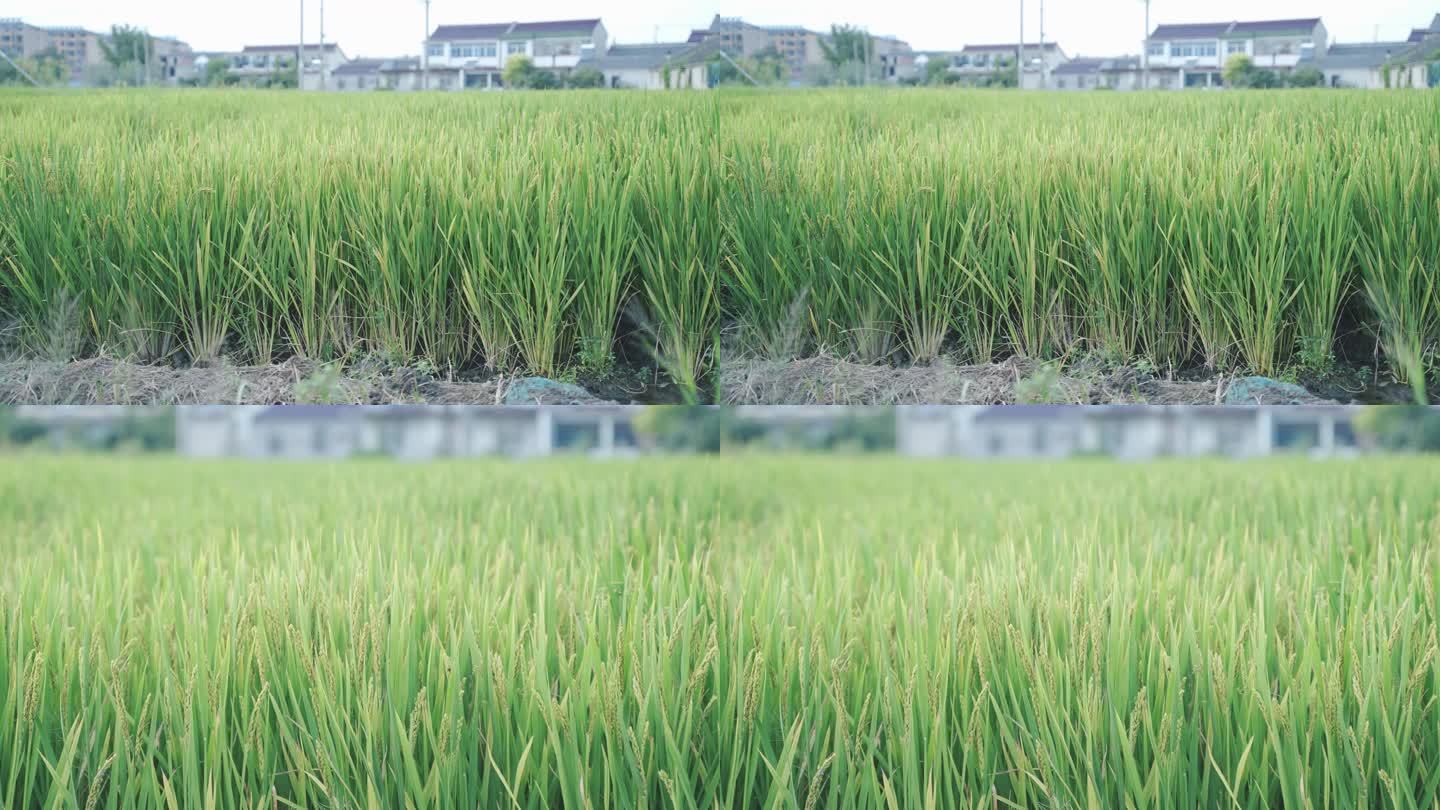 4K 水稻 水稻稻田 稻穗 水稻生长