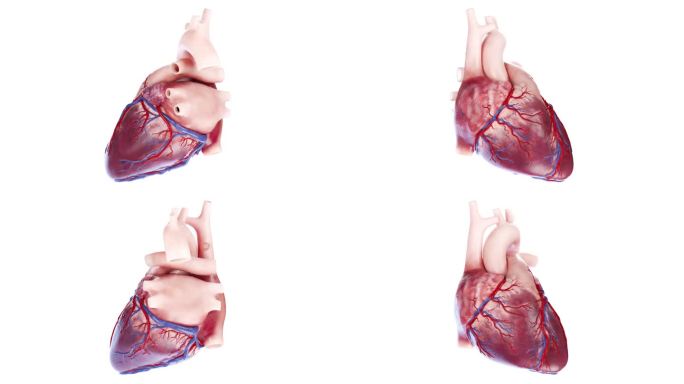心脏 人体器官 冠心病 心脏疾病三维动画