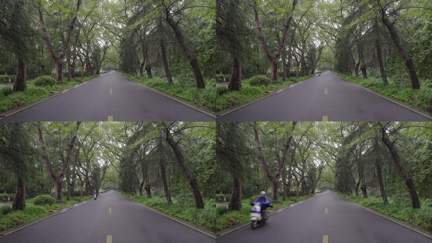 雨中的南京紫金山明陵路
