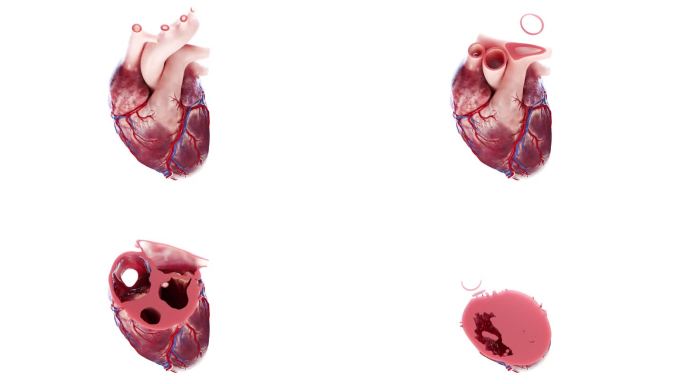 医学 医疗 心脏 解剖 剖面 三维 动画