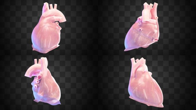 透明心脏跳动过程 医学三维器官动画展示