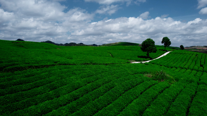 4k 航拍茶园茶山宣传片题材