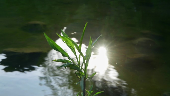 水草在波光粼粼的水面上