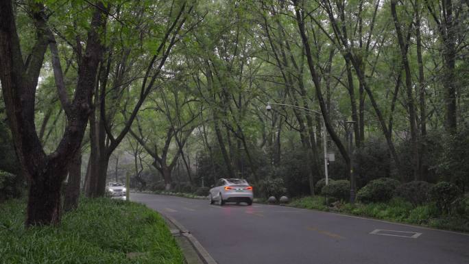 雨中的南京紫金山明陵路