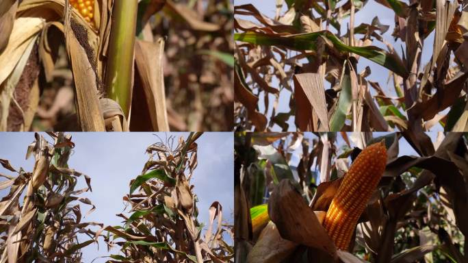 金秋季节的玉米地