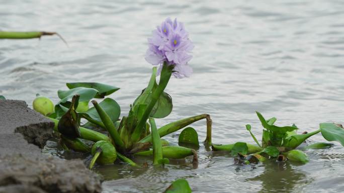 水葫芦 外来物种