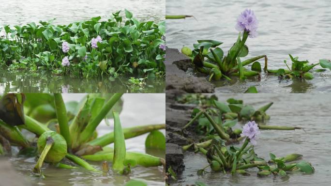 水葫芦 外来物种