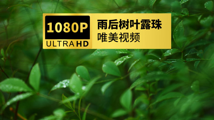 雨后的绿色植物露珠