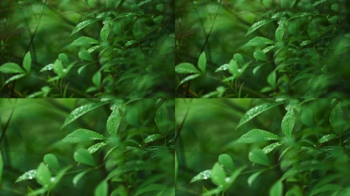 雨后的绿色植物露珠