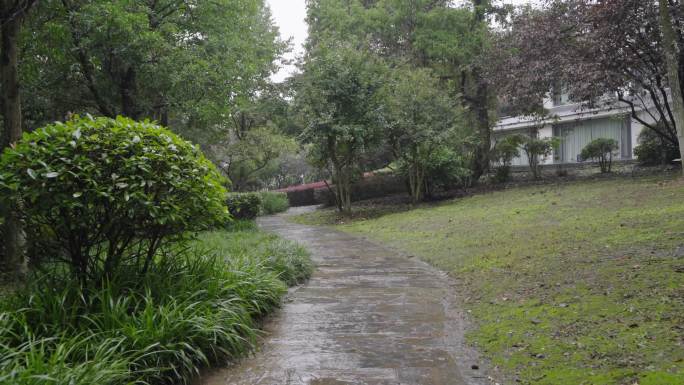 雨中的南京紫金山森林风光