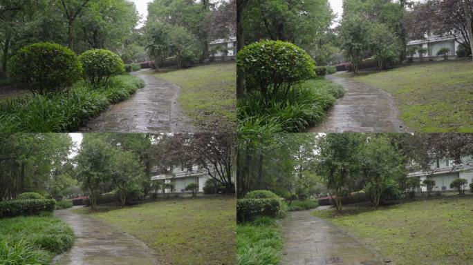 雨中的南京紫金山森林风光