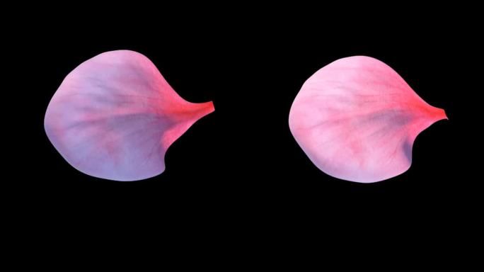 四款带通道花瓣无缝循环旋转素材