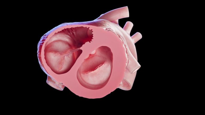 医学 医疗 人体 器官 心脏 三维动画