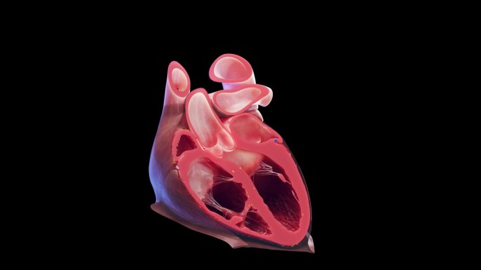 医学医疗 心脏器官 三维动画 循环系统