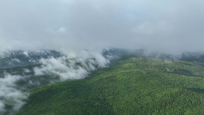 航拍苍茫山林云雾缭绕