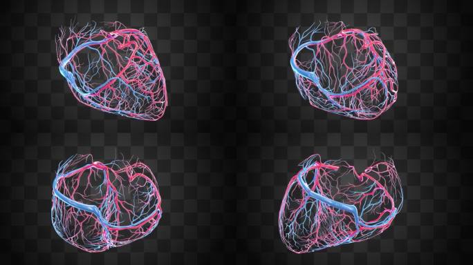 医学人体器官 解剖剖面 心脏内部 血管