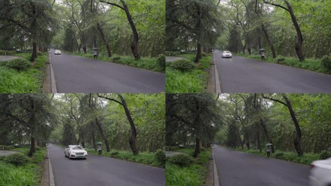 雨中的南京紫金山明陵路