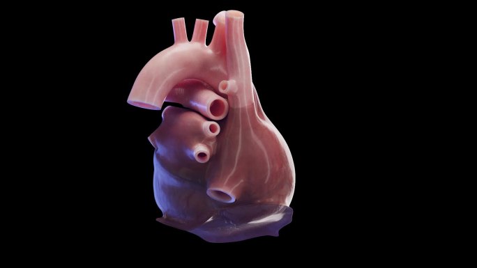 心脏 人体器官 冠心病 心脏疾病三维动画