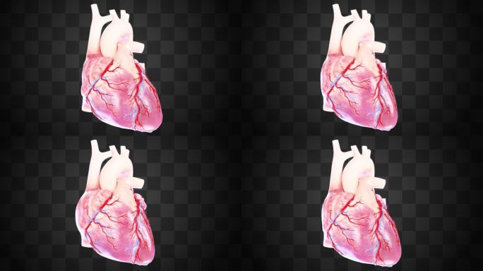 医学医疗 心脏器官 三维动画 循环系统